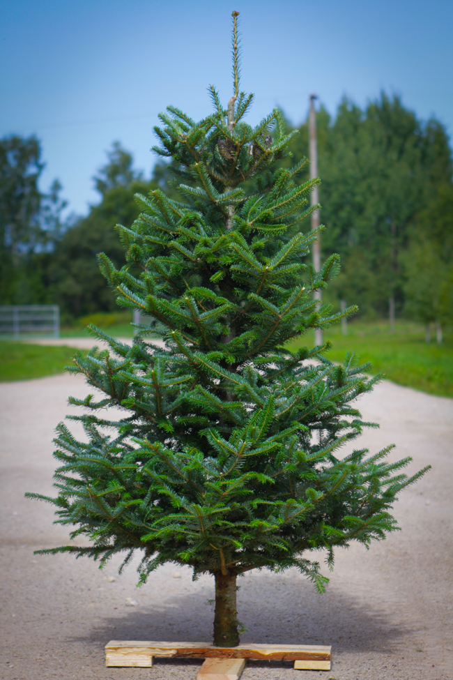 Estplant The Biggest producer of christmas trees in the Baltic countries